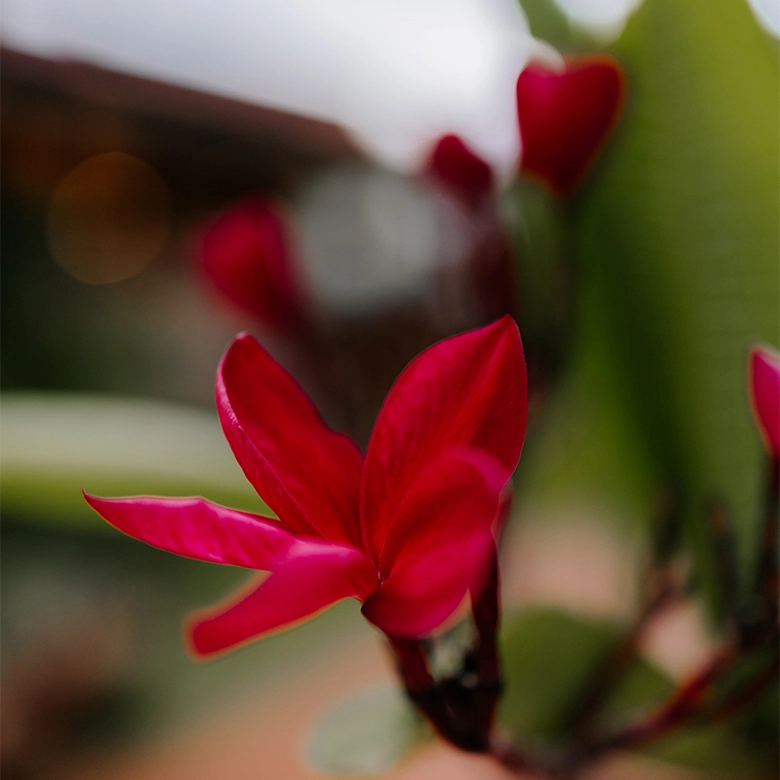 Hotel Frangipani - Sustentabilidade
